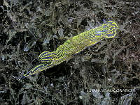 NE018 0859 Felimare picta.jpg