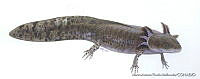 MAPM0730 Ambystoma mexicanum.jpg