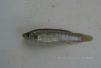 HE009 P 0193 Fundulus philpisteri.JPG