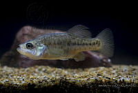 IMDOC2204 Alloophorus robustus.jpg