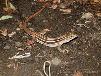 LCM0013 Aspidoscelis angusticeps.jpg