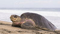 MASM08273 Lepidochelys olivacea.jpg