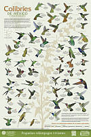 Cartel Colibríes.pdf