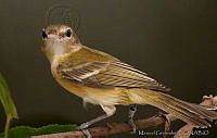 MGaves 2806 Vireo bellii.jpg