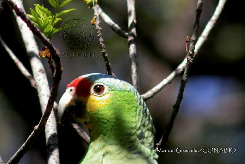 MGaves%20860%20Amazona%20autumnalis.jpg.oCjCqfrzMR0fgUFhQA3g0JtbmFja29CbnFuZ3NAbXJ6LGtwZQA.9ABuSweNcU