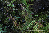 RRR0964 Woodsia mollis.jpg