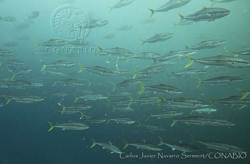 CNS1161%20Seriola%20lalandi.jpg.kSfhro36MRGZ92VhQA3g0JtbmFja29CbnFuZ3NAbXJ6LGtwZwA.WLfVUlILry