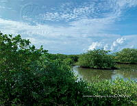 TE001 0256 Hábitat de Crocodylus acutus.jpg