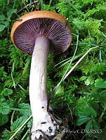 MCS159 Cortinarius sp..JPG