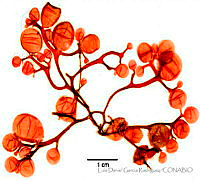 LDGR058 Gloioderma conjuncta.jpg