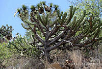 ORGR0325 Myrtillocactus geometrizans.jpg