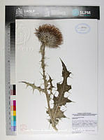 JAdNV0470 Cirsium ehrenbergii.JPG