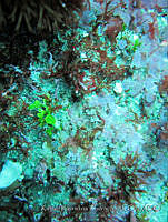 RRR0015 Halimeda discoidea.JPG