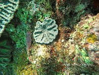 NE018 0418 Mycetophyllia aliciae.jpg