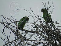 LEMH055 Eupsittula nana.JPG