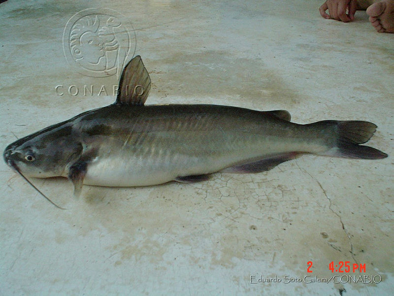 ESG0167%20Ictalurus%20meridionalis.jpg.rSeA Lv1MZXLV5lhQA3g0JtbmFja29CbnFuZ3NAbXJ6LGtwZwA.FJUROCDKix
