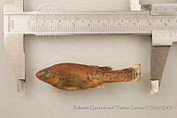 RQTG0042 Ilyodon furcidens.jpg