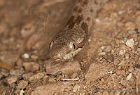 MASM01921 Hypsiglena sp..jpg