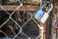 ARA01 Canis latrans.jpg