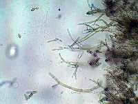 ME008 0115 Localidad Cihuatlan, Jalisco.jpg