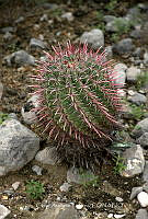 CAR 0068 Ferocactus gracilis.jpg