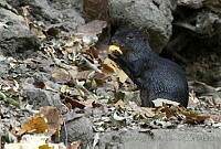 MASM04990 Dasyprocta mexicana.jpg