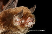 JCC0277 Pteronotus davyi ssp. fulvus.JPG