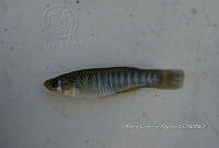 HE009 P 0219 Fundulus grandis.jpg