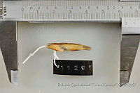 RQTG1342 Elacatinus puncticulatus.jpg