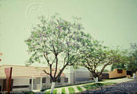 FGM3177 Jacaranda mimosifolia.JPG