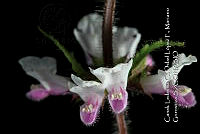 Zoqui 0196 Stachys sp..jpg