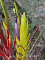 JAdNV0001 Tillandsia fasciculata.JPG