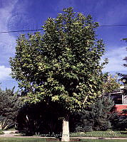 MAR0167 Platanus sp..jpg