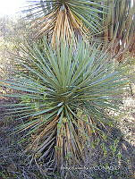 IRR 1310 Yucca mixtecana.jpg