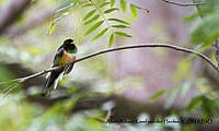 AAKVDH 0638 Trogon elegans.JPG