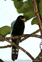 EGP0025 Cyanocorax yucatanicus.jpg