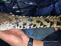 TE001 0008 Crocodylus acutus.jpg