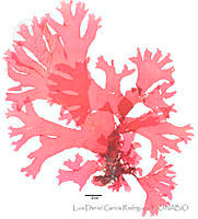 LDGR026 Pugetia mexicana.jpg