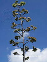 AJGM0004 Agave americana var. oaxacensis.JPG