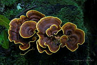 TC12 Stereum gausapatum.jpg