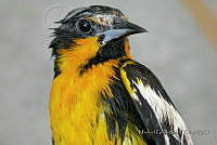 MGaves 130 Icterus abeillei.jpg