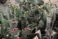 CGL5390 Opuntia.jpg