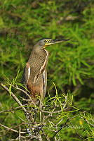HJ6- 0526- Tigrisoma mexicanum.jpg