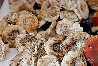 IMDOC Hong 0161 Russula brevipes.jpg