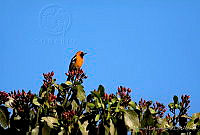 MGaves 1938 Icterus cucullatus.jpg