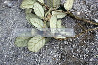 GFF0005 Quercus ariifolia.JPG