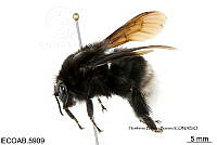 ME006 Abejas 0047 Bombusmagregori Labougle & Ayala, 1986.jpg