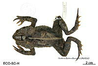 ME006 herp SCLC 0003 Incilius cristatus - (Wiegmann, 1833).jpg
