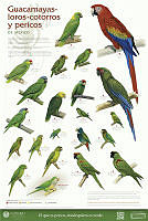 Cartel Pericos v10_baja.tif