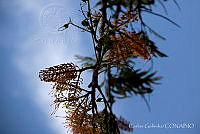  CGL2506 Grevillea robusta.jpg